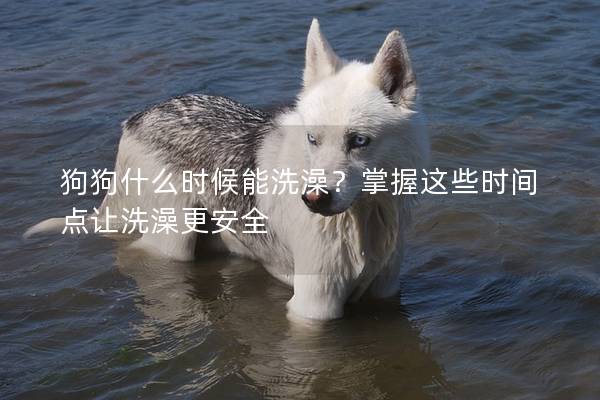 狗狗什么时候能洗澡？掌握这些时间点让洗澡更安全