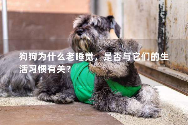 狗狗为什么老睡觉，是否与它们的生活习惯有关？