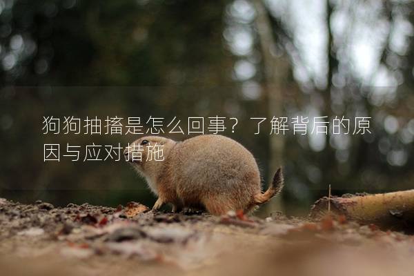 狗狗抽搐是怎么回事？了解背后的原因与应对措施