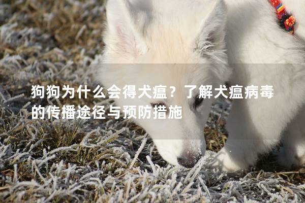狗狗为什么会得犬瘟?了解犬瘟病毒的传播途径与预防措施 狗狗为什么会得犬瘟?了解犬瘟病毒的传播途径与预防措施