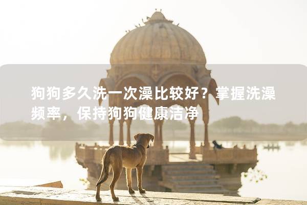 狗狗多久洗一次澡比较好？掌握洗澡频率，保持狗狗健康洁净