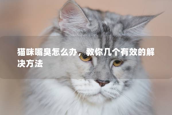猫咪嘴臭怎么办，教你几个有效的解决方法