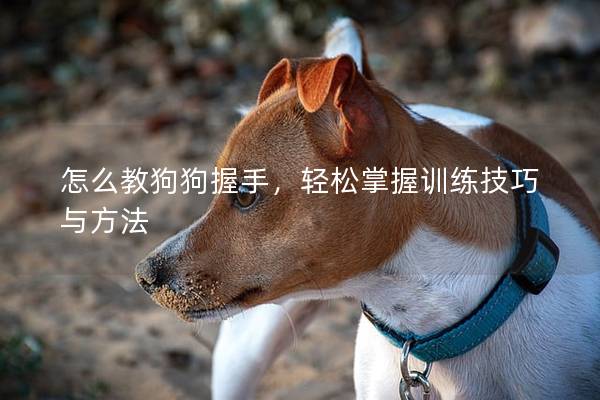 怎么教狗狗握手,轻松掌握训练技巧与方法 怎么教狗狗握手,轻松掌握训练技巧与方法
