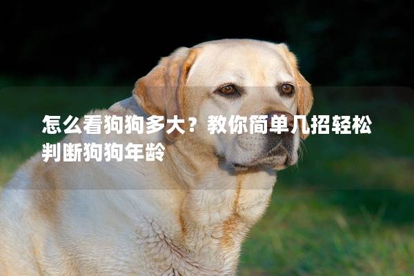 怎么看狗狗多大？教你简单几招轻松判断狗狗年龄