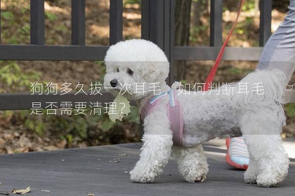 狗狗多久拔一次耳毛，如何判断耳毛是否需要清理？