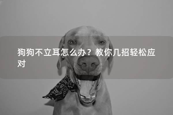 狗狗不立耳怎么办？教你几招轻松应对