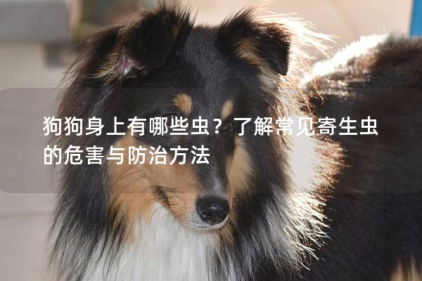 狗狗身上有哪些虫？了解常见寄生虫的危害与防治方法