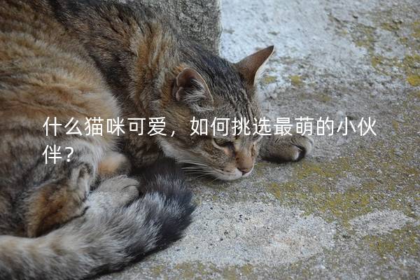 什么猫咪可爱,如何挑选最萌的小伙伴? 什么猫咪可爱,如何挑选最萌的小伙伴?
