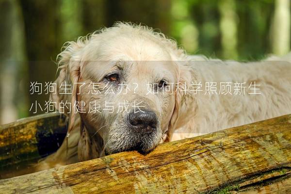 狗狗生了怎么办？如何科学照顾新生小狗的健康与成长