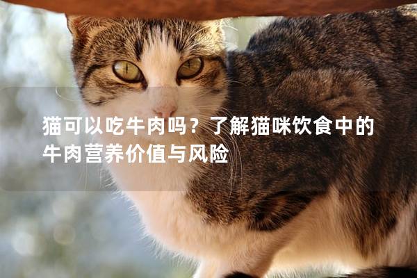 猫可以吃牛肉吗？了解猫咪饮食中的牛肉营养价值与风险