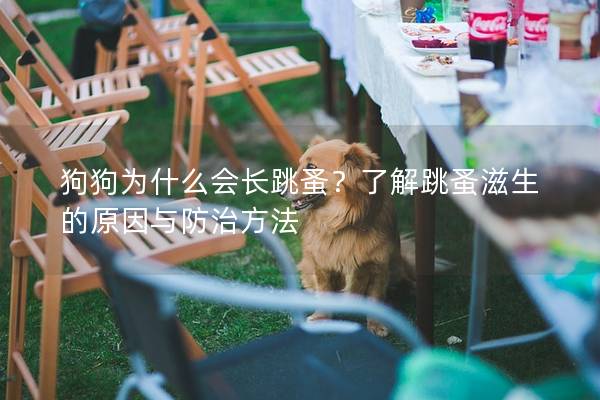 狗狗为什么会长跳蚤？了解跳蚤滋生的原因与防治方法