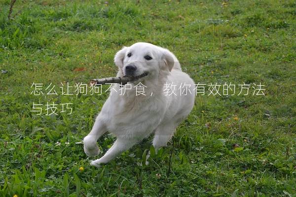 怎么让狗狗不护食，教你有效的方法与技巧
