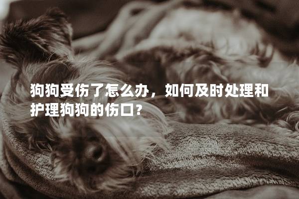 狗狗受伤了怎么办，如何及时处理和护理狗狗的伤口？