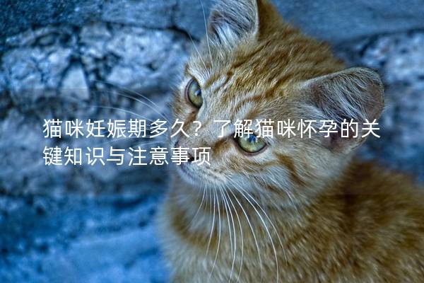猫咪妊娠期多久？了解猫咪怀孕的关键知识与注意事项