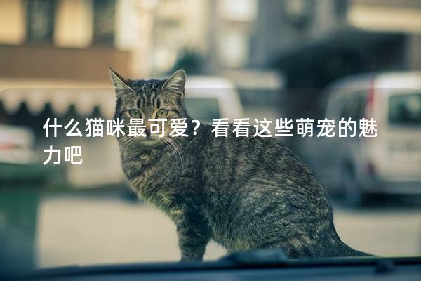 什么猫咪最可爱？看看这些萌宠的魅力吧