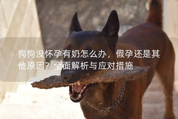 狗狗没怀孕有奶怎么办，假孕还是其他原因？全面解析与应对措施