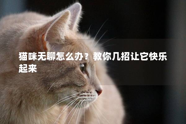 猫咪无聊怎么办？教你几招让它快乐起来