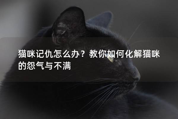 猫咪记仇怎么办？教你如何化解猫咪的怨气与不满