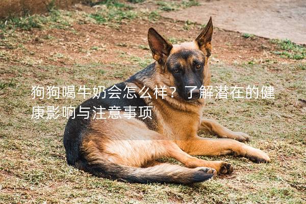 狗狗喝牛奶会怎么样？了解潜在的健康影响与注意事项