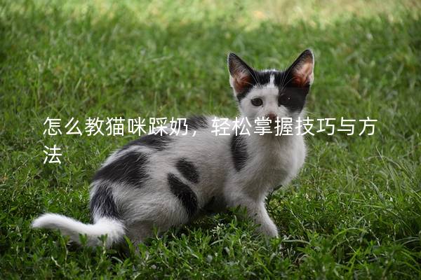 怎么教猫咪踩奶，轻松掌握技巧与方法