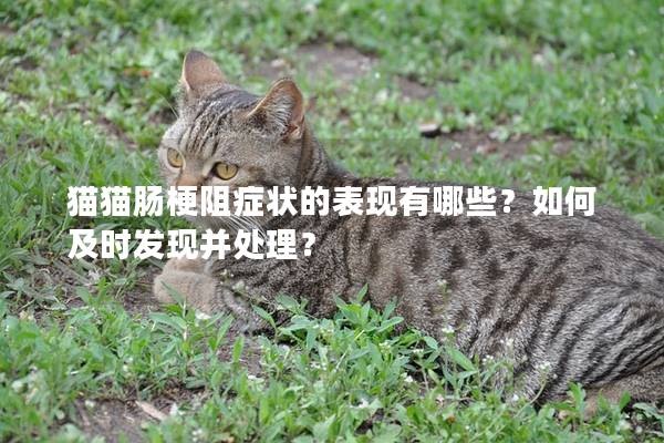 猫猫肠梗阻症状的表现有哪些？如何及时发现并处理？