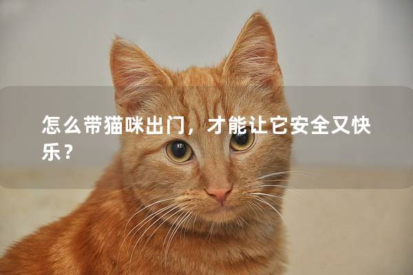 怎么带猫咪出门，才能让它安全又快乐？