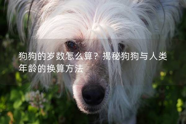 狗狗的岁数怎么算？揭秘狗狗与人类年龄的换算方法