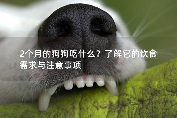 2个月的狗狗吃什么？了解它的饮食需求与注意事项