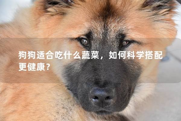狗狗适合吃什么蔬菜，如何科学搭配更健康？