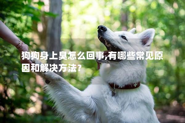 狗狗身上臭怎么回事,有哪些常见原因和解决方法？