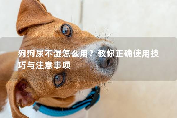 狗狗尿不湿怎么用？教你正确使用技巧与注意事项