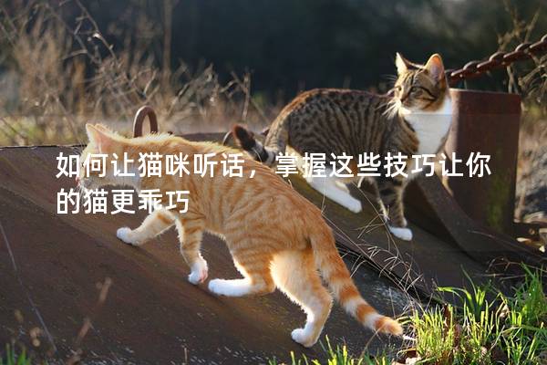 如何让猫咪听话，掌握这些技巧让你的猫更乖巧