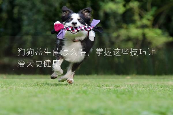 狗狗益生菌怎么喂，掌握这些技巧让爱犬更健康