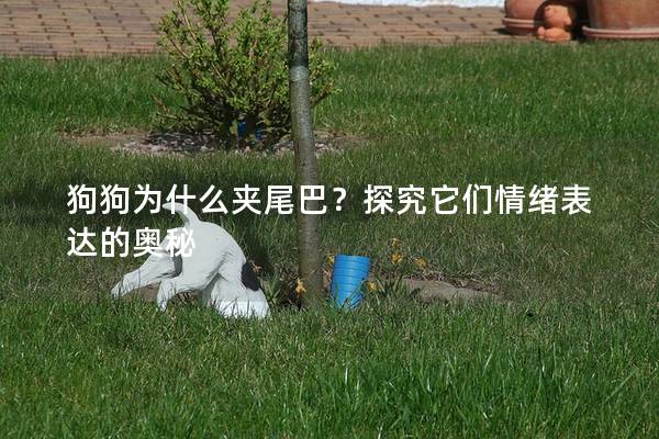 狗狗为什么夹尾巴？探究它们情绪表达的奥秘
