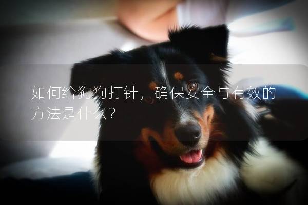 如何给狗狗打针，确保安全与有效的方法是什么？