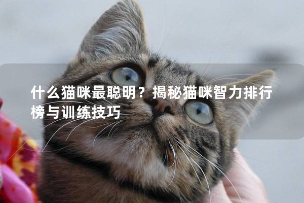什么猫咪最聪明？揭秘猫咪智力排行榜与训练技巧