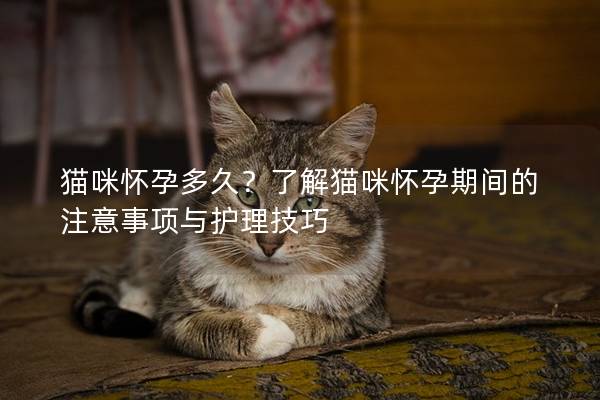 猫咪怀孕多久？了解猫咪怀孕期间的注意事项与护理技巧