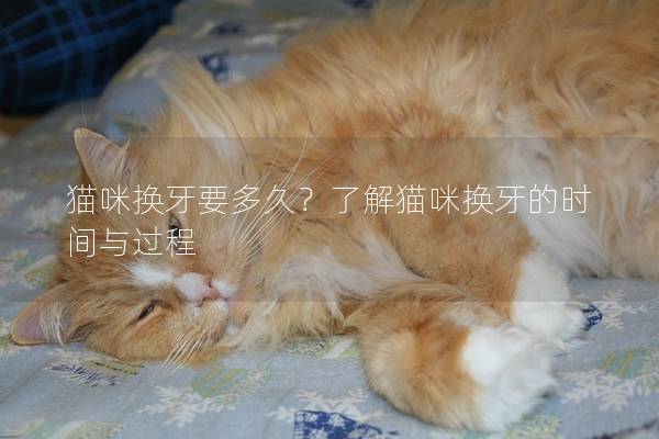 猫咪换牙要多久？了解猫咪换牙的时间与过程