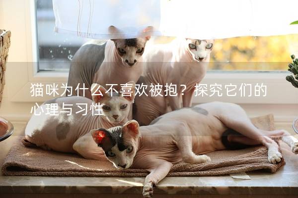 猫咪为什么不喜欢被抱？探究它们的心理与习性