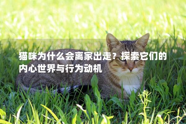 猫咪为什么会离家出走？探索它们的内心世界与行为动机