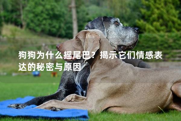 狗狗为什么摇尾巴？揭示它们情感表达的秘密与原因