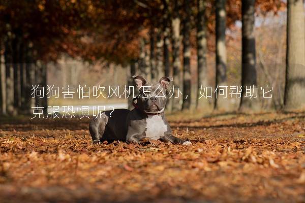 狗狗害怕吹风机怎么办，如何帮助它克服恐惧呢？