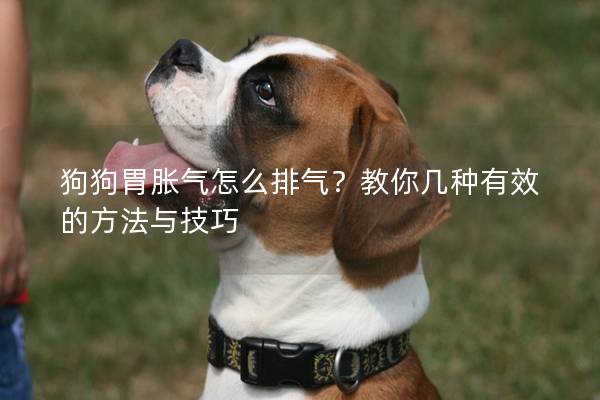 狗狗胃胀气怎么排气？教你几种有效的方法与技巧