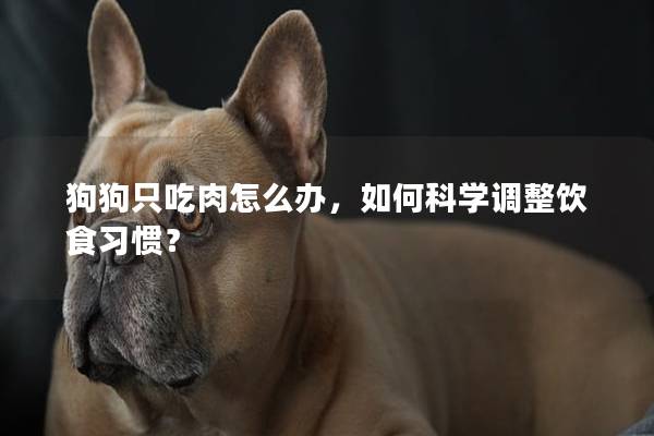 狗狗只吃肉怎么办，如何科学调整饮食习惯？