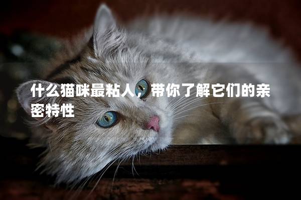 什么猫咪最粘人，带你了解它们的亲密特性
