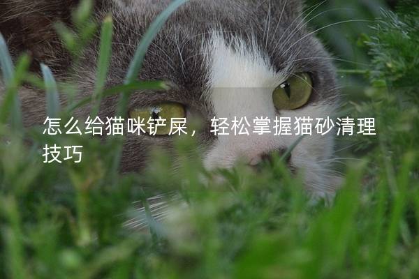 怎么给猫咪铲屎，轻松掌握猫砂清理技巧