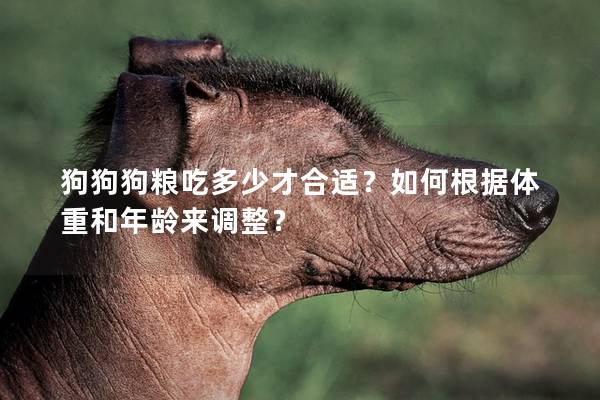 狗狗狗粮吃多少才合适？如何根据体重和年龄来调整？