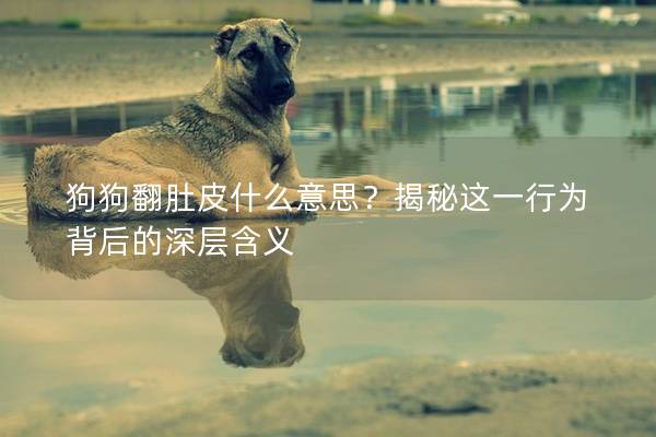 狗狗翻肚皮什么意思?揭秘这一行为背后的深层含义 狗狗翻肚皮什么意思?揭秘这一行为背后的深层含义