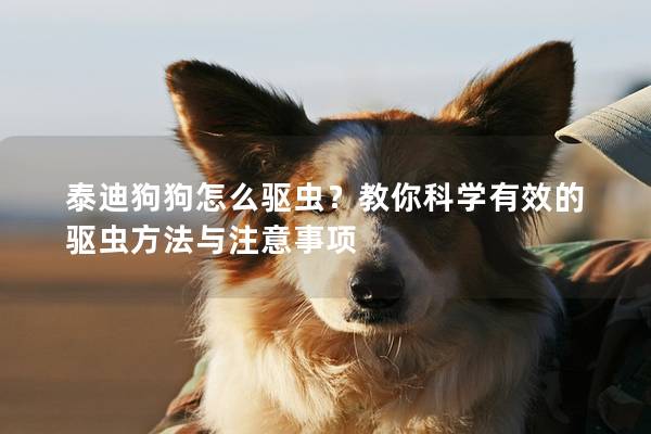 泰迪狗狗怎么驱虫？教你科学有效的驱虫方法与注意事项