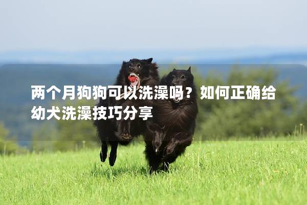 两个月狗狗可以洗澡吗？如何正确给幼犬洗澡技巧分享